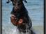 Dobermann *¤*Grace/Chica*¤* R.I.P.