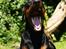Dobermann *¤*Grace/Chica*¤* R.I.P. - Haaaaalloooooooooooooooooo