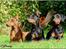 Dobermann *¤*Grace/Chica*¤* R.I.P. - Farmor Ronja, Mor Sheila og Mig Chica ;o)