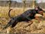 Dobermann *¤*Grace/Chica*¤* R.I.P. - Chica den 07/04-2008
