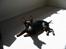 Dvaergpinscher Rødkildes Tacho - Er en rigtig "solkonge". Elsker at ligge i solen og suge varme..