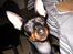 Dvaergpinscher Rødkildes Tacho - Her sidder jeg med til bords til påskefrokost 2006. Kunne jo være der vankede en godbid..