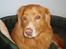 Nova scotia duck tolling retriever Samson sødt navn ik