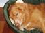 Nova scotia duck tolling retriever Samson sødt navn ik
