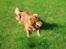 Nova scotia duck tolling retriever Samson sødt navn ik