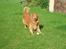 Nova scotia duck tolling retriever Samson sødt navn ik