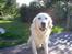 Golden retriever Basse - Det er mig i det dejlige vejr :D