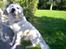 Golden retriever Basse - Ihh, sikke et billed :)