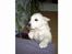 Golden retriever Basse - Jeg vil op :) Stadig en hvalp.