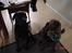 Labrador retriever buster og samson - forældres hund