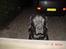 Labrador retriever buster og samson - forældres hund