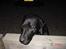 Labrador retriever buster og samson - forældres hund