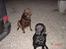Labrador retriever buster og samson - forældres hund