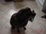 Labrador retriever buster og samson - forældres hund