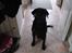 Labrador retriever buster og samson - forældres hund