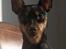 Dvaergpinscher Lille Lua Kahlúa - Jan 07