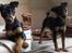 Dvaergpinscher Lille Lua Kahlúa - Baby Kahlúa poserer for kameraet 14 uger