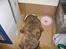 Blanding af racer Gimli  R.I.P 10/7-09 - Spiser og spiser og spiser og spiser