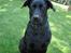 Blanding af racer labrador/scæfer Emma - ja jeg ser klog ud