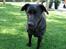 Blanding af racer labrador/scæfer Emma