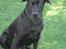 Blanding af racer labrador/scæfer Emma