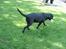 Blanding af racer labrador/scæfer Emma