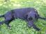 Labrador retriever Freja (Formel 1) - jeg tager lige en slapper :)