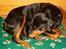 Rottweiler Fattiggården's Carla *død* - Mine første børn, jeg var så stolt 