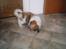 Coton de tulear Trille  - Trille leder efter sig selv....