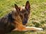 Schæferhund Sisse R.I.P <3 - Mig nusser<3