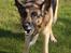 Schæferhund Sisse R.I.P <3 - Gø sisse gø!