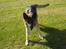 Schæferhund Sisse R.I.P <3 - Jeg angriber dig... grr