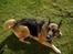 Schæferhund Sisse R.I.P <3 - skal vi lege? nå men jeg løber nu........