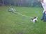 Jack russell terrier Diesel