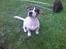 Jack russell terrier Diesel