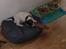 Jack russell terrier Diesel