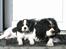 Cavalier king charles spaniel Freja ( RIP)