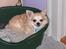 Chihuahua Gizmo - Lille trætte Gizmo..