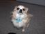 Chihuahua Gizmo - se mit smukke halsbånd ? 