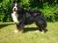 Berner sennenhund BAILEY HIMMELHUND <3 - Velkommen til min profil