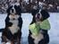 Berner sennenhund BAILEY HIMMELHUND <3