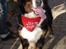 Berner sennenhund BAILEY HIMMELHUND <3