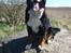 Berner sennenhund BAILEY HIMMELHUND <3
