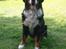 Berner sennenhund BAILEY HIMMELHUND <3