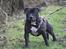 Staffordshire bull terrier eddie - Gåtur