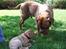 Dogue de bordeaux Frede 2001 - 2007 - Frede hilser pænt på Vicky L´s lille nye Diva!