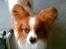 Papillon Gizmo R.I.P. - Er du sikker på at jeg fylder det meste af billedet mor....?
