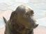 Labrador retriever Balder