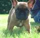 Fransk bulldog Abby (Lancomes Victoria)