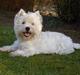 West highland white terrier Sodemarken's Zipper